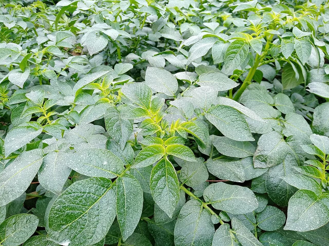 Potato Plant-2.jpg