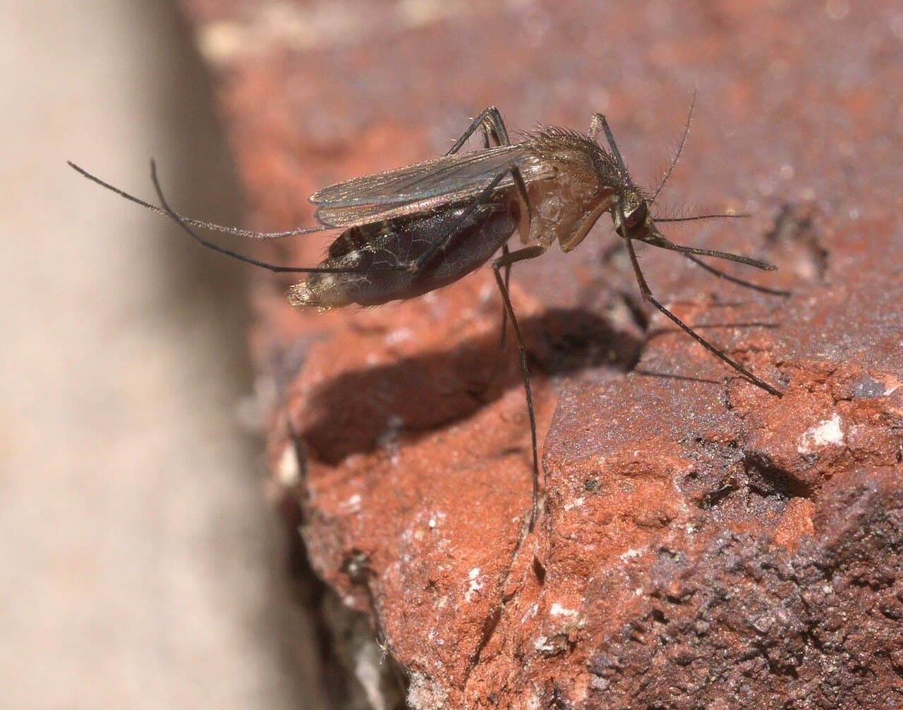 Culex quinquefasciatus - inat 83267718.jpg