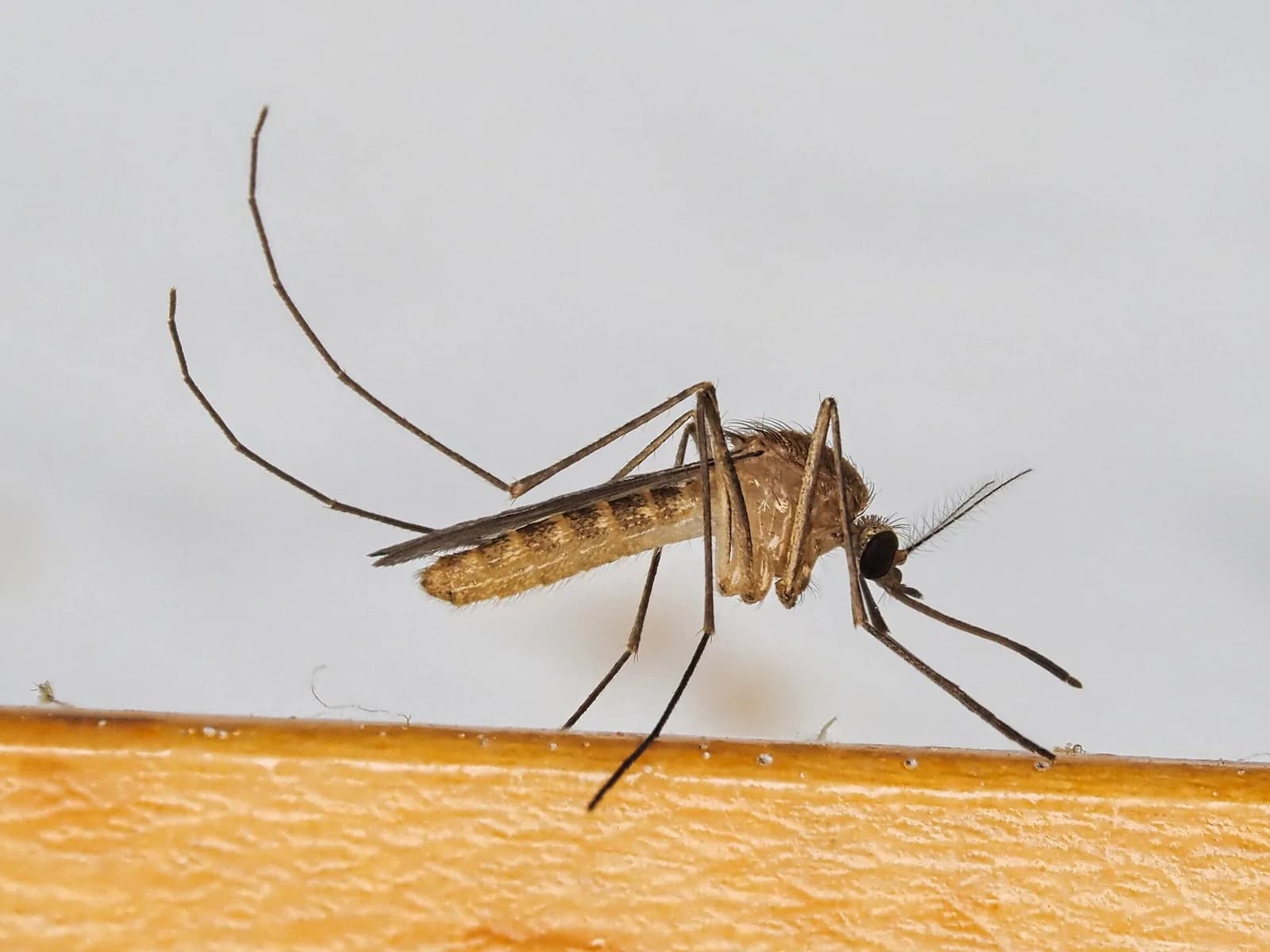 Culex pipiens.jpg