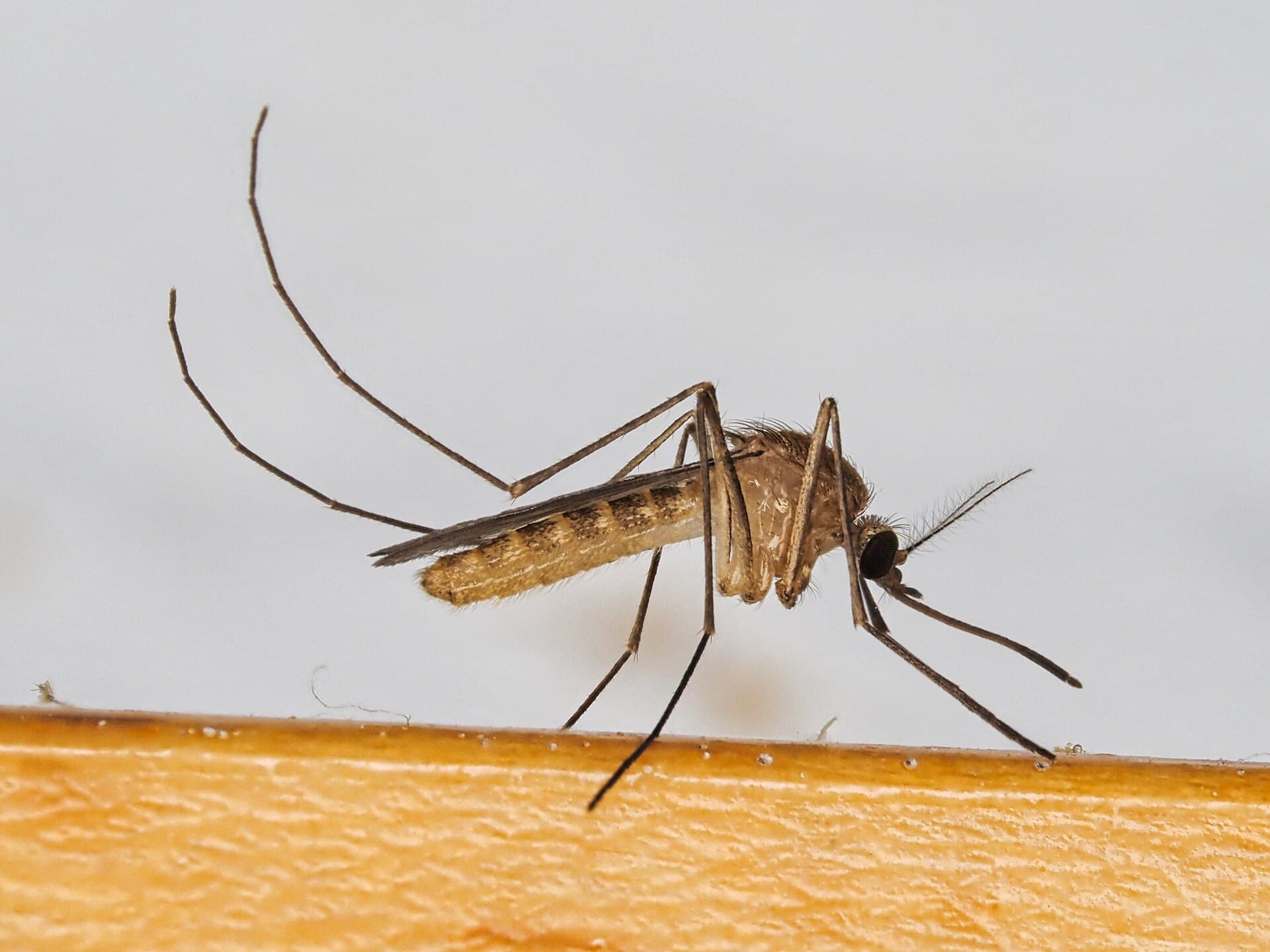 Culex pipiens.jpg