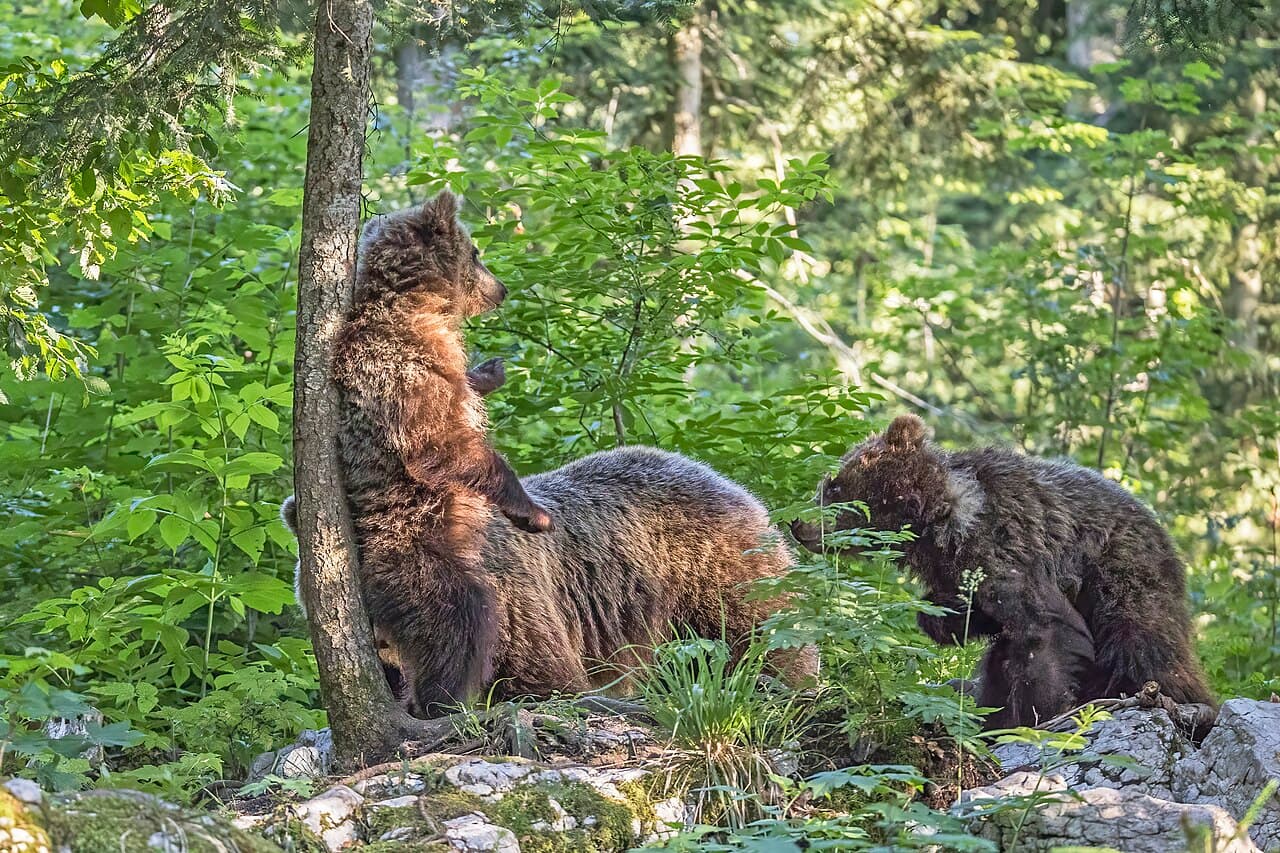 Eurasian brown bear (Ursus arctos arctos) cub 14 months scratching back.jpg