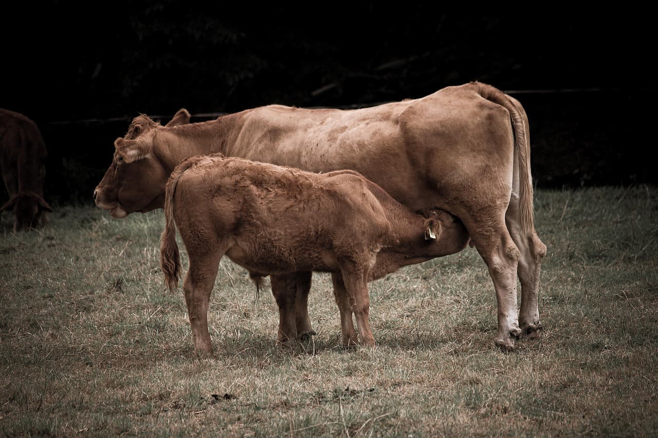 cow, bovine, calf, suckle, mammal, nature, pasture, agriculture, farm yard, cow, cow, cow, cow, cow