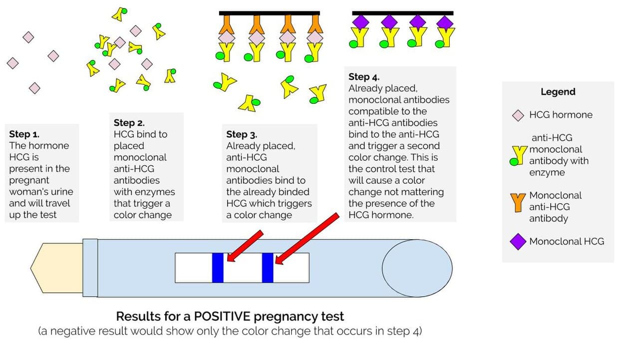 Positive Pregnancy Test Result.jpg