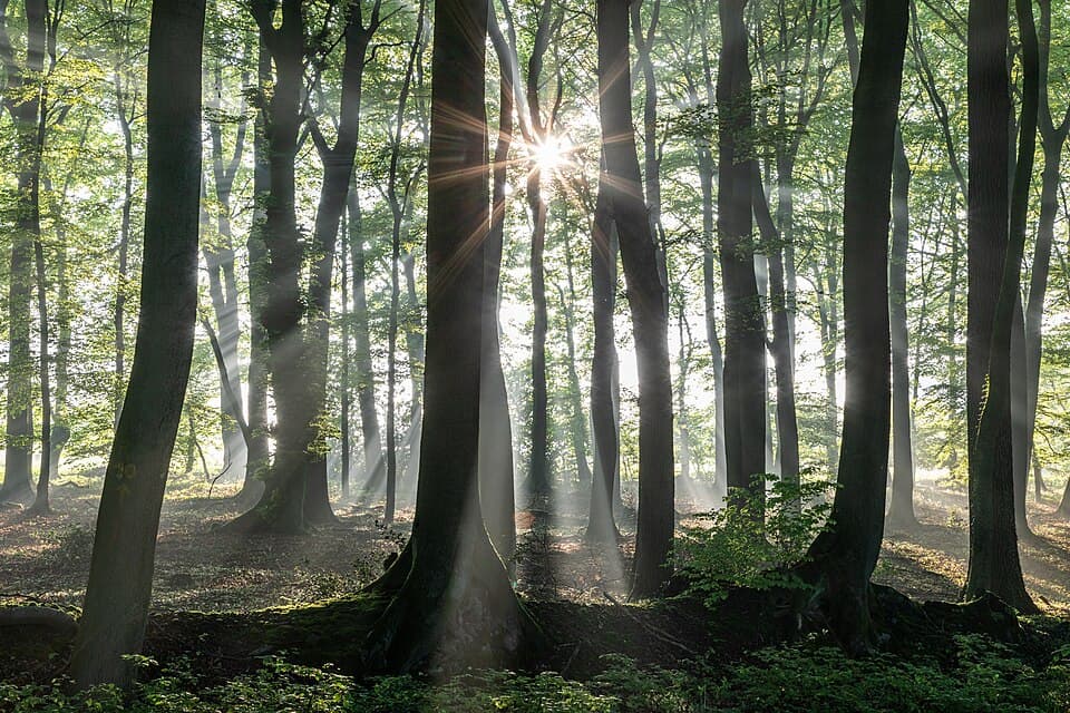 Dülmen, Rorup, NSG Roruper Holz -- 2021 -- 8123.jpg