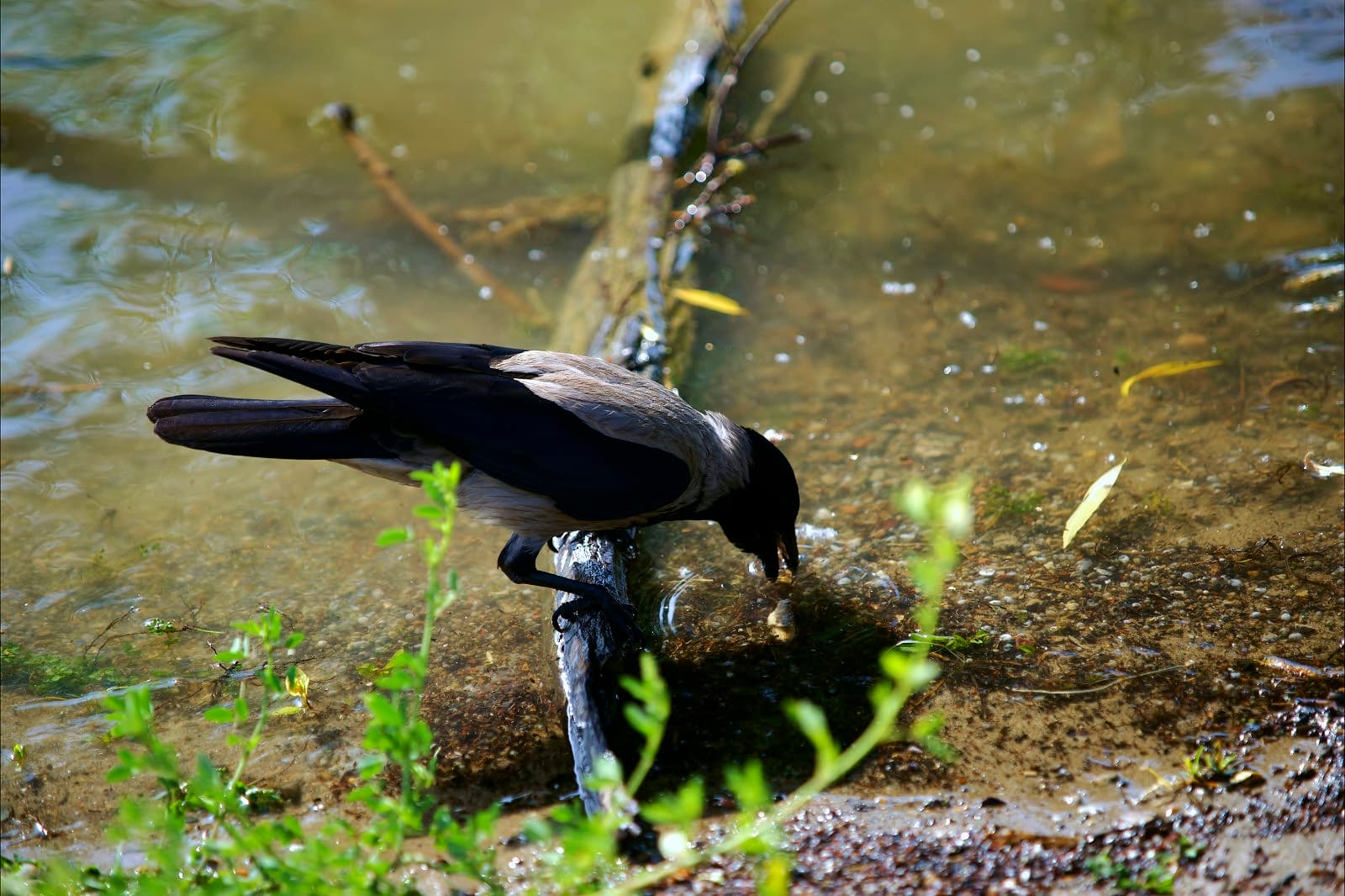 High hot weather - Canicula mare - panoramio.jpg